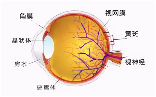 玻璃体