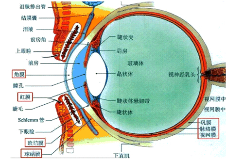 北京同仁眼科段安丽怎么预约挂号?怎么才能挂到段安丽的号?段安丽同仁医院出诊信息预约方式公布!